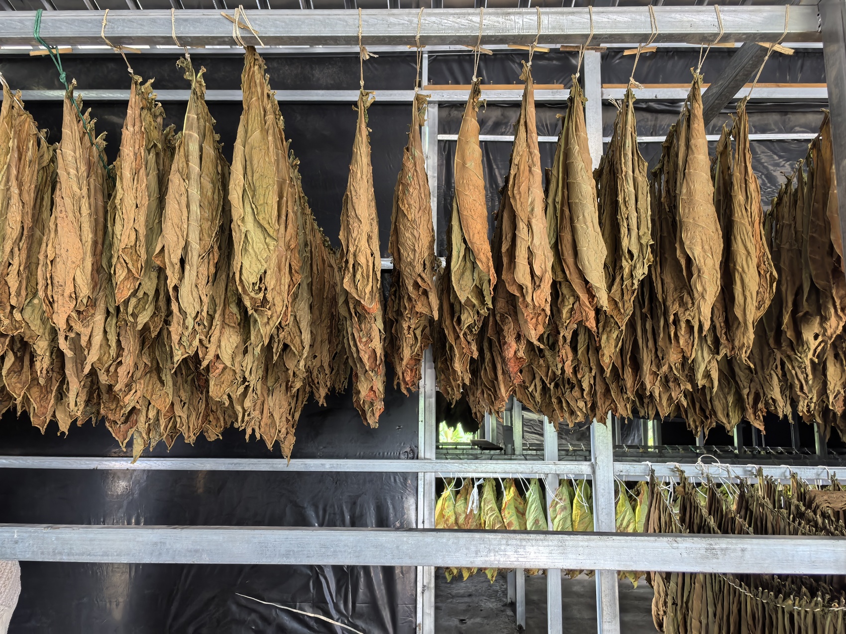 天博·综合体育雪茄烟叶遍种8个村（社） 宣汉高山小镇打造增收新引擎(图1)