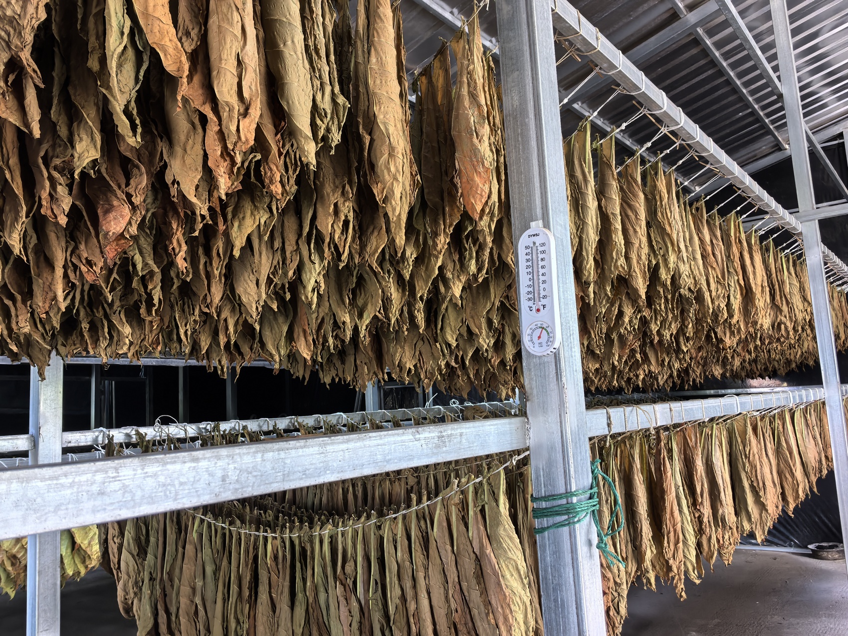 天博·综合体育雪茄烟叶遍种8个村（社） 宣汉高山小镇打造增收新引擎(图3)