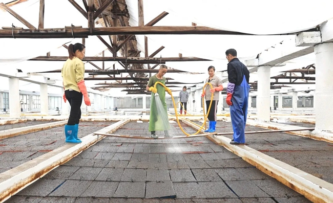天博·综合体育福建连江成功培育“无边海带”(图1)