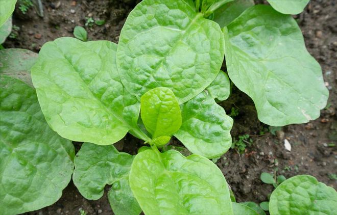 天博·综合体育大叶木耳菜的种植方法及时间(图1)