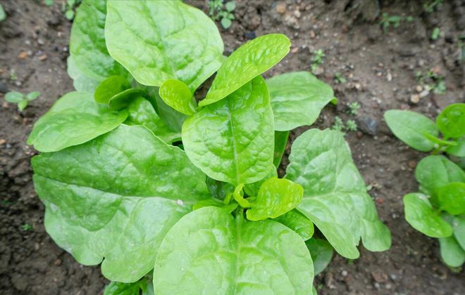 天博·综合体育大叶木耳菜的种植方法及时间(图3)