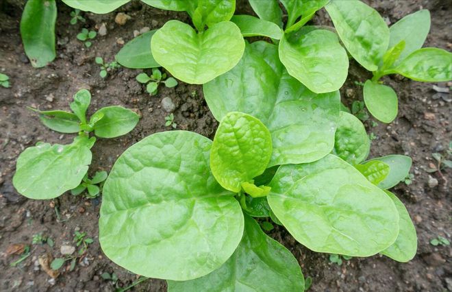 天博·综合体育大叶木耳菜的种植方法及时间(图4)