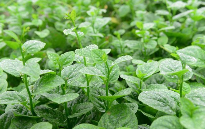 天博·综合体育大叶木耳菜的种植方法及时间(图5)